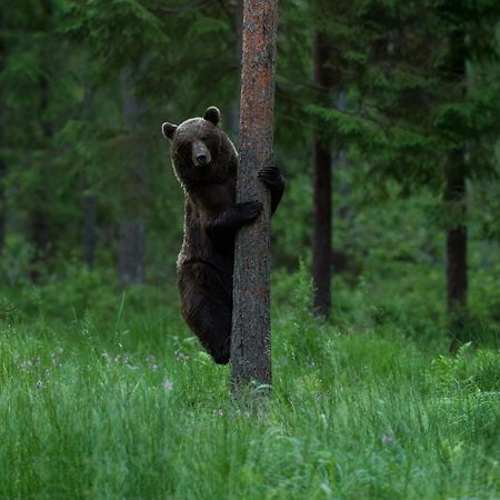 Bear Watching Hide Of Alutaguse Hotel Palasi Exterior photo