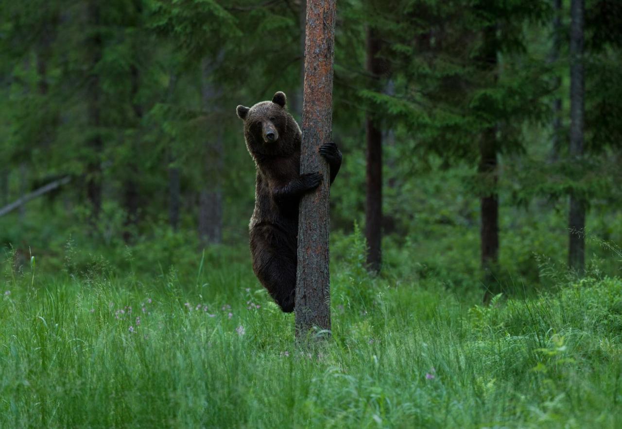 Bear Watching Hide Of Alutaguse Hotel Palasi Exterior photo